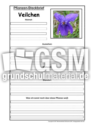 Pflanzensteckbrief-Veilchen.pdf